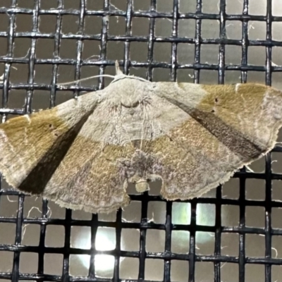 Esthlodora variabilis at South West Rocks, NSW - 24 Aug 2024 by Pirom