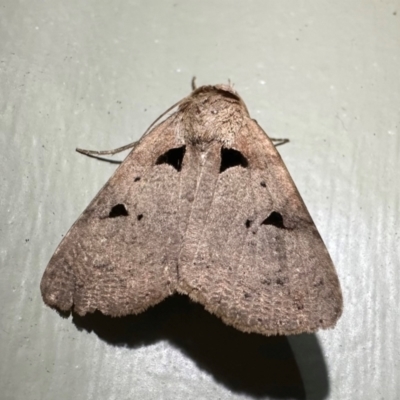 Avatha discolor (Dimorphic Statusmoth) at Arakoon, NSW - 21 Aug 2024 by Pirom