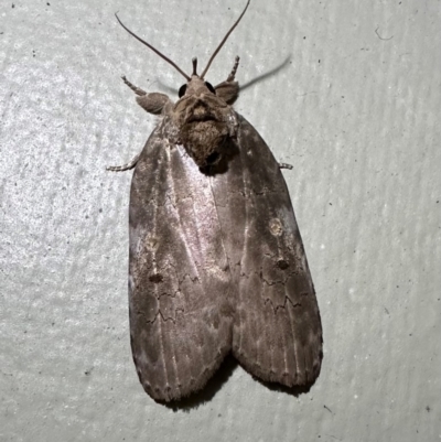 Ochthophora sericina (Sarrothripinae, Nolidae) at Arakoon, NSW - 21 Aug 2024 by Pirom