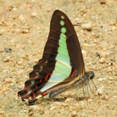 Graphium choredon (Blue Triangle) at Boondall, QLD - 27 Dec 2021 by KMcCue