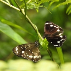 Euploea corinna (Common Crow Butterfly, Oleander Butterfly) at Port of Brisbane, QLD - 27 Dec 2021 by KMcCue