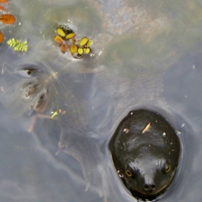 Unidentified Turtle at Boondall, QLD - 27 Dec 2021 by KMcCue