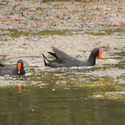 Gallinula tenebrosa (Dusky Moorhen) at Boondall, QLD - 27 Dec 2021 by KMcCue