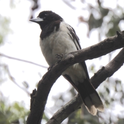 Cracticus nigrogularis (Pied Butcherbird) at Boondall, QLD - 27 Dec 2021 by KMcCue