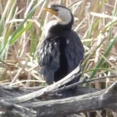 Microcarbo melanoleucos (Little Pied Cormorant) at Fyshwick, ACT - 28 Aug 2024 by MatthewFrawley