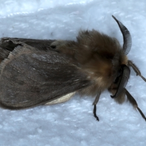 Lomera (genus) at Rosedale, NSW - 27 Aug 2024 08:29 PM