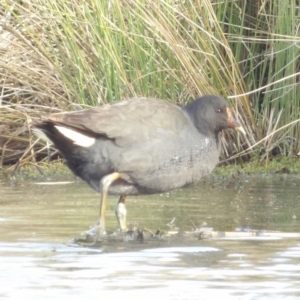 Gallinula tenebrosa at Fyshwick, ACT - 28 Aug 2024