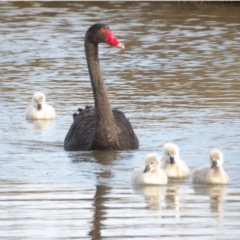 Cygnus atratus (Black Swan) at Fyshwick, ACT - 28 Aug 2024 by MatthewFrawley