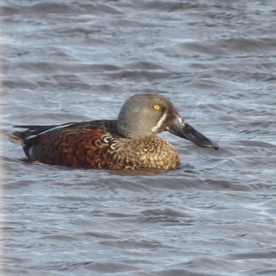 Spatula rhynchotis (Australasian Shoveler) at Fyshwick, ACT - 28 Aug 2024 by MatthewFrawley