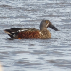 Spatula rhynchotis at Fyshwick, ACT - 28 Aug 2024 03:40 PM