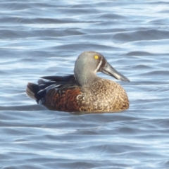 Spatula rhynchotis at Fyshwick, ACT - 28 Aug 2024 03:40 PM