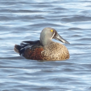 Spatula rhynchotis at Fyshwick, ACT - 28 Aug 2024 03:40 PM