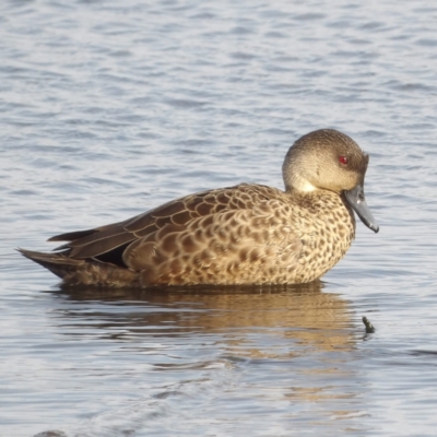 Anas gracilis (Grey Teal) at Fyshwick, ACT - 28 Aug 2024 by MatthewFrawley