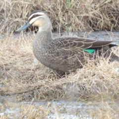 Anas superciliosa (Pacific Black Duck) at Fyshwick, ACT - 28 Aug 2024 by MatthewFrawley