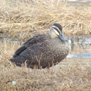 Anas superciliosa at Fyshwick, ACT - 28 Aug 2024