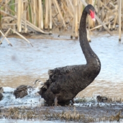 Cygnus atratus (Black Swan) at Fyshwick, ACT - 28 Aug 2024 by MatthewFrawley