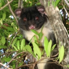 Pseudocheirus occidentalis (Western Ringtail Possum) at Vasse, WA by MichaelBedingfield