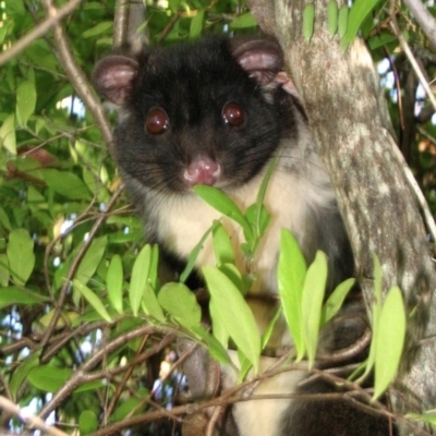 Pseudocheirus occidentalis (Western Ringtail Possum) at Vasse, WA - 16 Jun 2015 by MichaelBedingfield