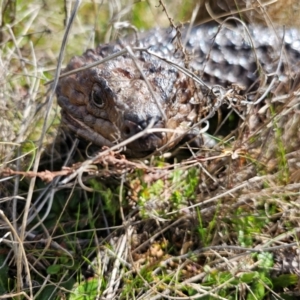 Tiliqua rugosa at Jacka, ACT - 28 Aug 2024 12:23 PM