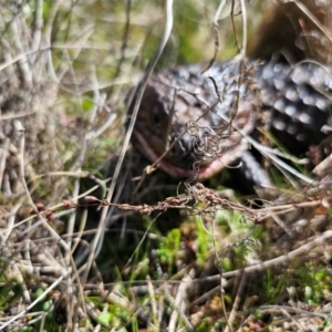 Tiliqua rugosa at Jacka, ACT - 28 Aug 2024 12:23 PM