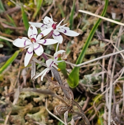 Wurmbea dioica subsp. dioica (Early Nancy) at Jacka, ACT - 28 Aug 2024 by Jiggy