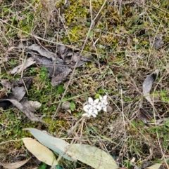 Wurmbea dioica subsp. dioica at Jacka, ACT - 28 Aug 2024