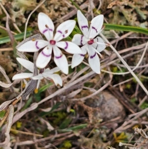 Wurmbea dioica subsp. dioica at Jacka, ACT - 28 Aug 2024