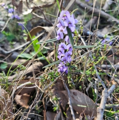 Hovea heterophylla (Common Hovea) at Jacka, ACT - 28 Aug 2024 by Jiggy