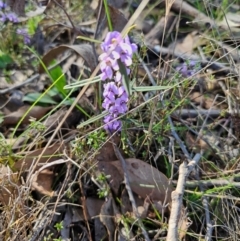 Hovea heterophylla at Jacka, ACT - 28 Aug 2024