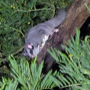 Petaurus breviceps at Bannaby, NSW - 27 Aug 2024