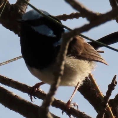 Malurus cyaneus (Superb Fairywren) at Budgewoi, NSW - 28 Aug 2024 by lbradley