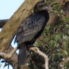 Phalacrocorax sulcirostris (Little Black Cormorant) at Budgewoi, NSW - 29 Aug 2024 by lbradley