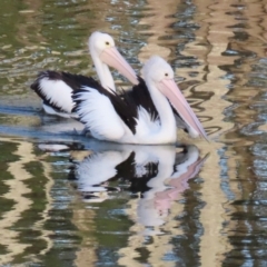 Pelecanus conspicillatus (Australian Pelican) at Budgewoi, NSW - 29 Aug 2024 by lbradley