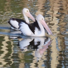 Pelecanus conspicillatus (Australian Pelican) at Budgewoi, NSW - 28 Aug 2024 by lbradley