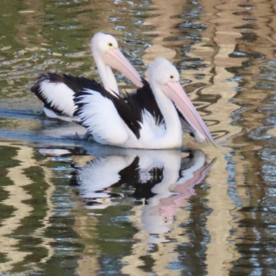 Pelecanus conspicillatus (Australian Pelican) at Budgewoi, NSW - 28 Aug 2024 by lbradley