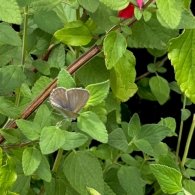 Theclinesthes serpentata (Saltbush Blue) at Cowra, NSW - 2 Jan 2023 by KMcCue