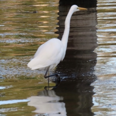 Ardea alba (Great Egret) at Budgewoi, NSW - 28 Aug 2024 by lbradley