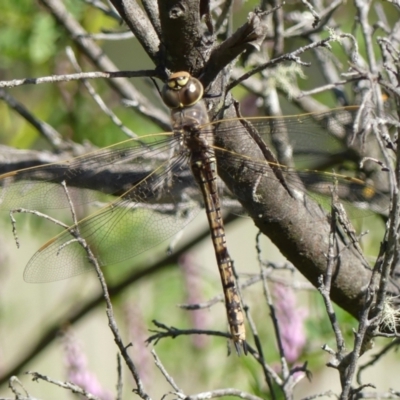 Anax papuensis (Australian Emperor) at Braemar, NSW - 28 Aug 2024 by Curiosity