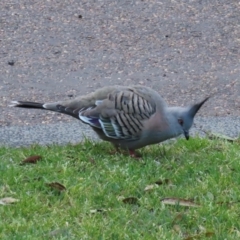 Ocyphaps lophotes (Crested Pigeon) at Budgewoi, NSW - 29 Aug 2024 by lbradley