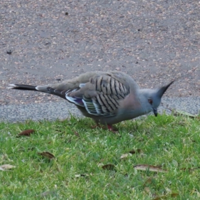 Ocyphaps lophotes (Crested Pigeon) at Budgewoi, NSW - 29 Aug 2024 by lbradley