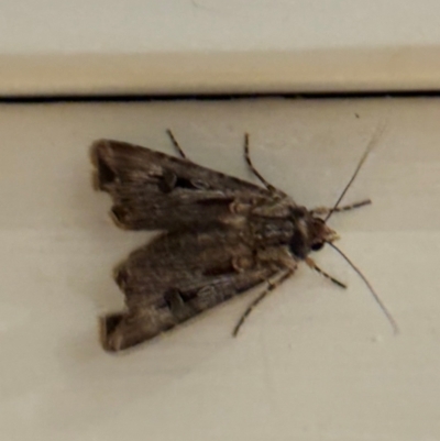 Agrotis munda (Brown Cutworm) at Mittagong, NSW - 28 Aug 2024 by Span102