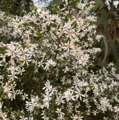 Olearia microphylla (Olearia) at Aylmerton, NSW - 27 Aug 2024 by Span102