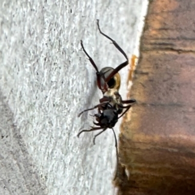 Polyrhachis sp. (genus) (A spiny ant) at Virginia, QLD - 25 Dec 2022 by KMcCue