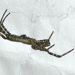 Philoponella congregabilis (Social house spider) at Virginia, QLD - 25 Dec 2022 by KMcCue