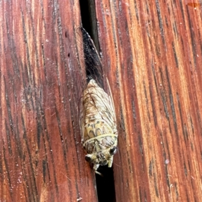 Tamasa tristigma (Brown Bunyip Cicada) at Virginia, QLD - 25 Dec 2022 by KMcCue