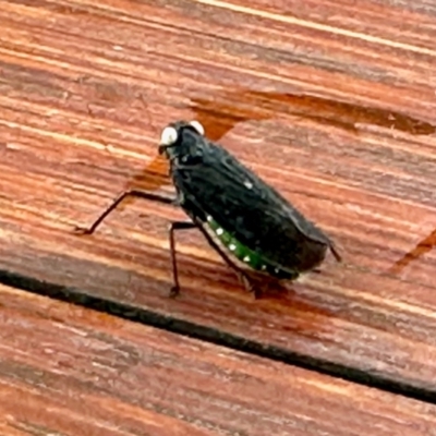 Desudaba psittacus (Green and Black Planthopper) at Virginia, QLD - 25 Dec 2022 by KMcCue
