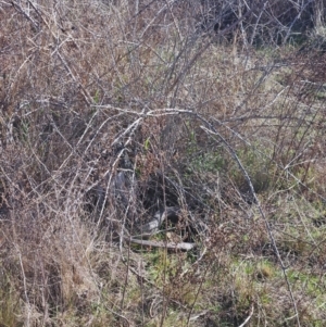 Pseudonaja textilis at Denman Prospect, ACT - 29 Aug 2024