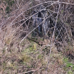 Pseudonaja textilis at Denman Prospect, ACT - 29 Aug 2024