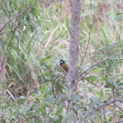 Nesoptilotis leucotis (White-eared Honeyeater) at High Range, NSW - 11 Aug 2024 by Span102