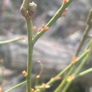 Omphacomeria acerba at Bango, NSW - 28 Aug 2024